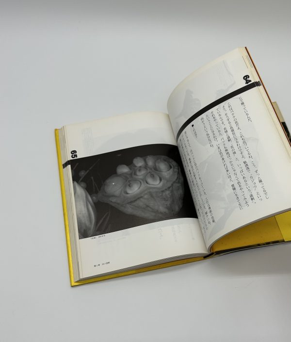 天才アラーキーの眼を磨け