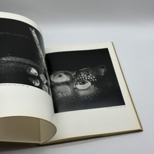 STILL LIFES - 画像 (4)