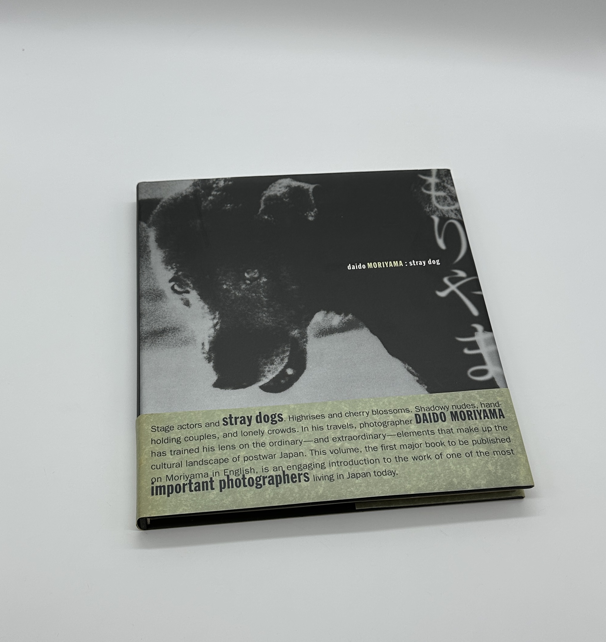 stray dog - 画像 (1)