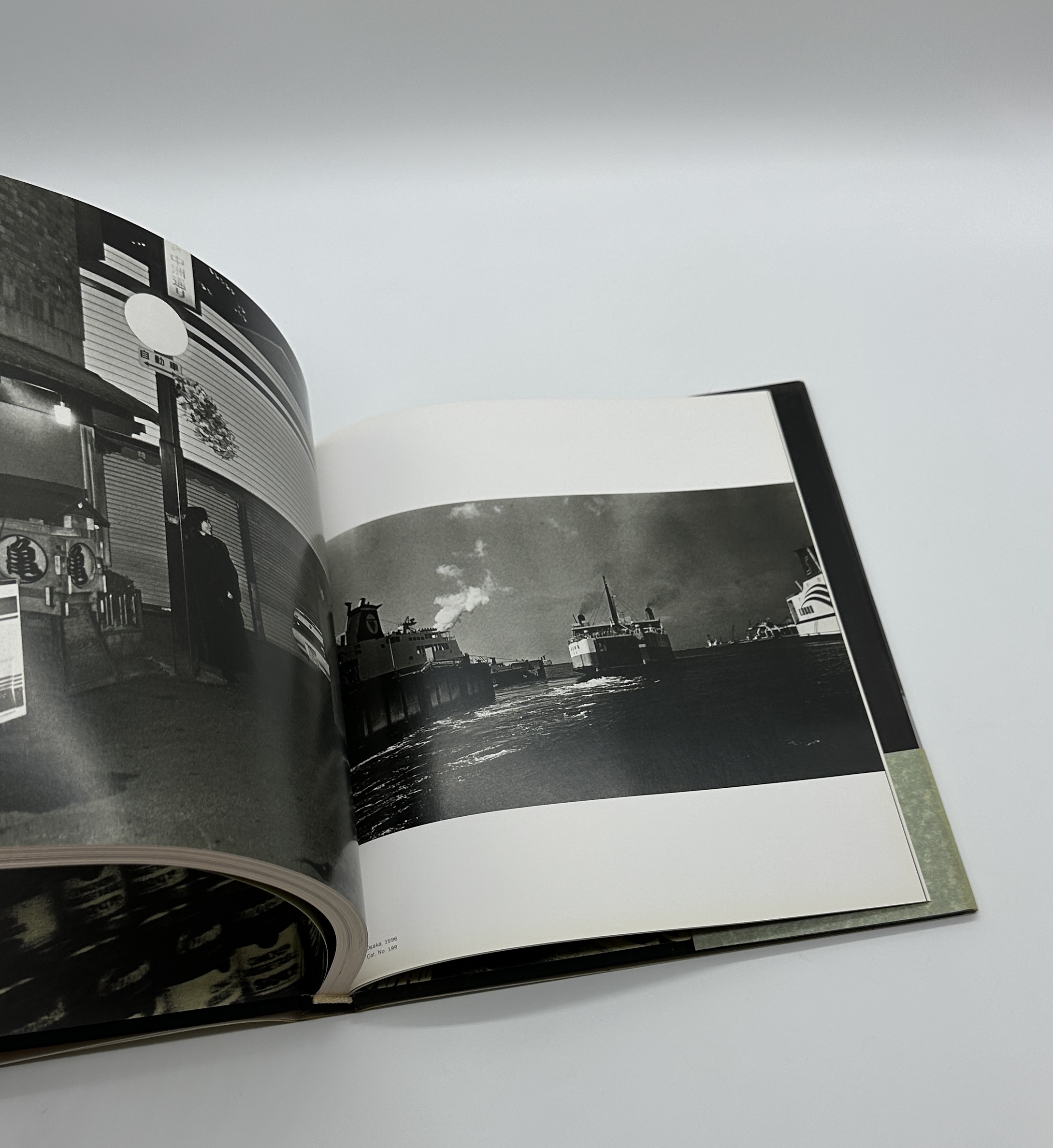 stray dog - 画像 (5)