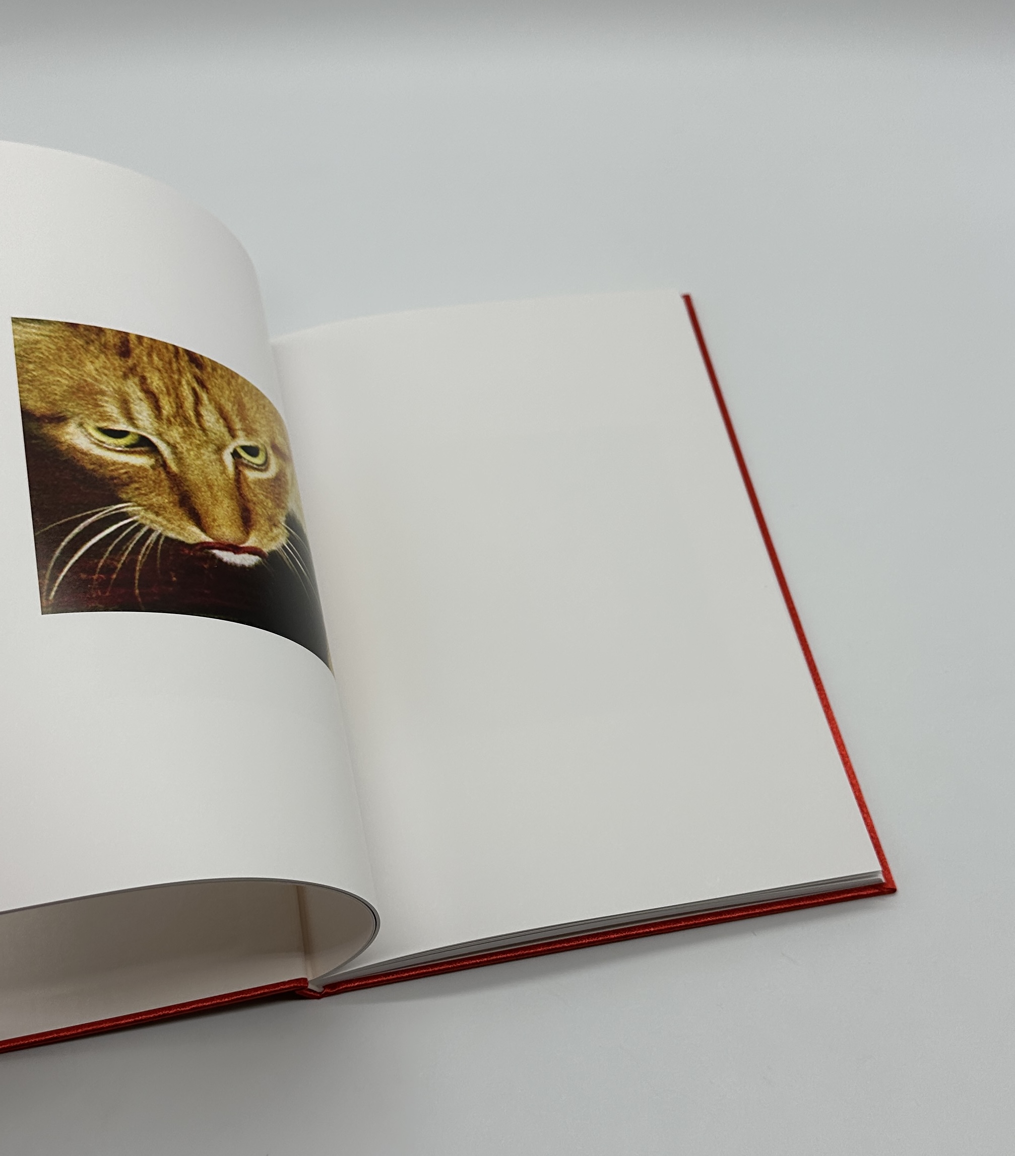 showa 92 - 画像 (5)