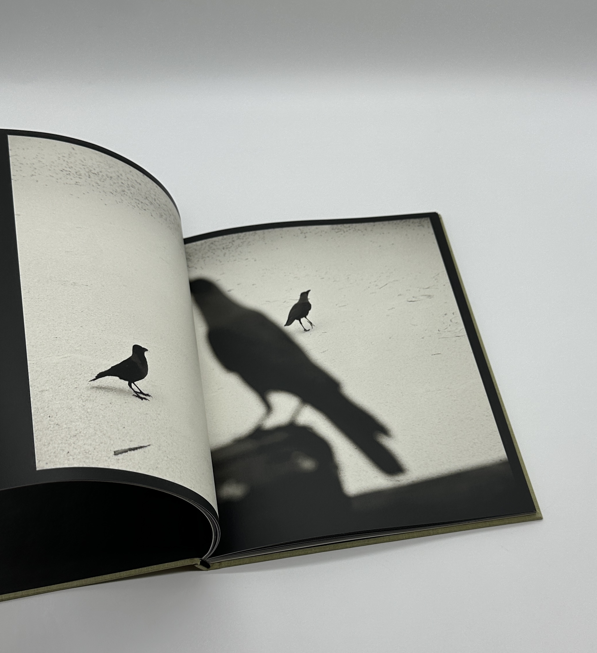 Des oiseaux - 画像 (5)