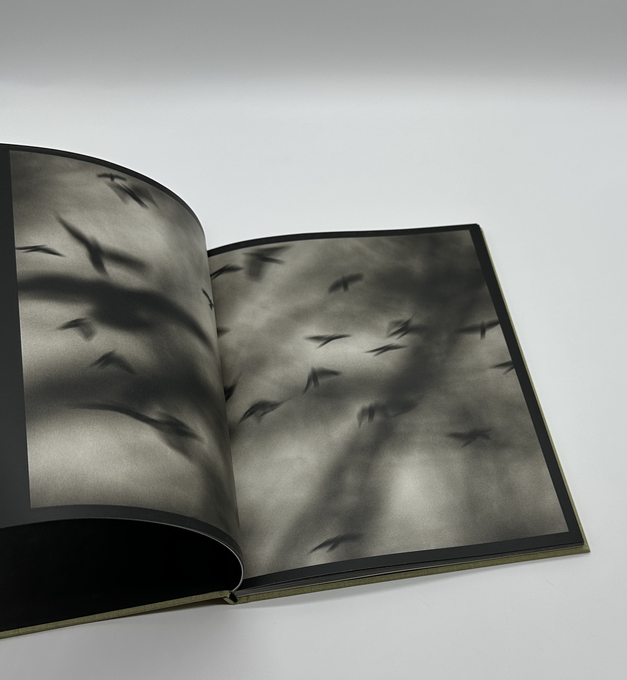 Des oiseaux - 画像 (3)