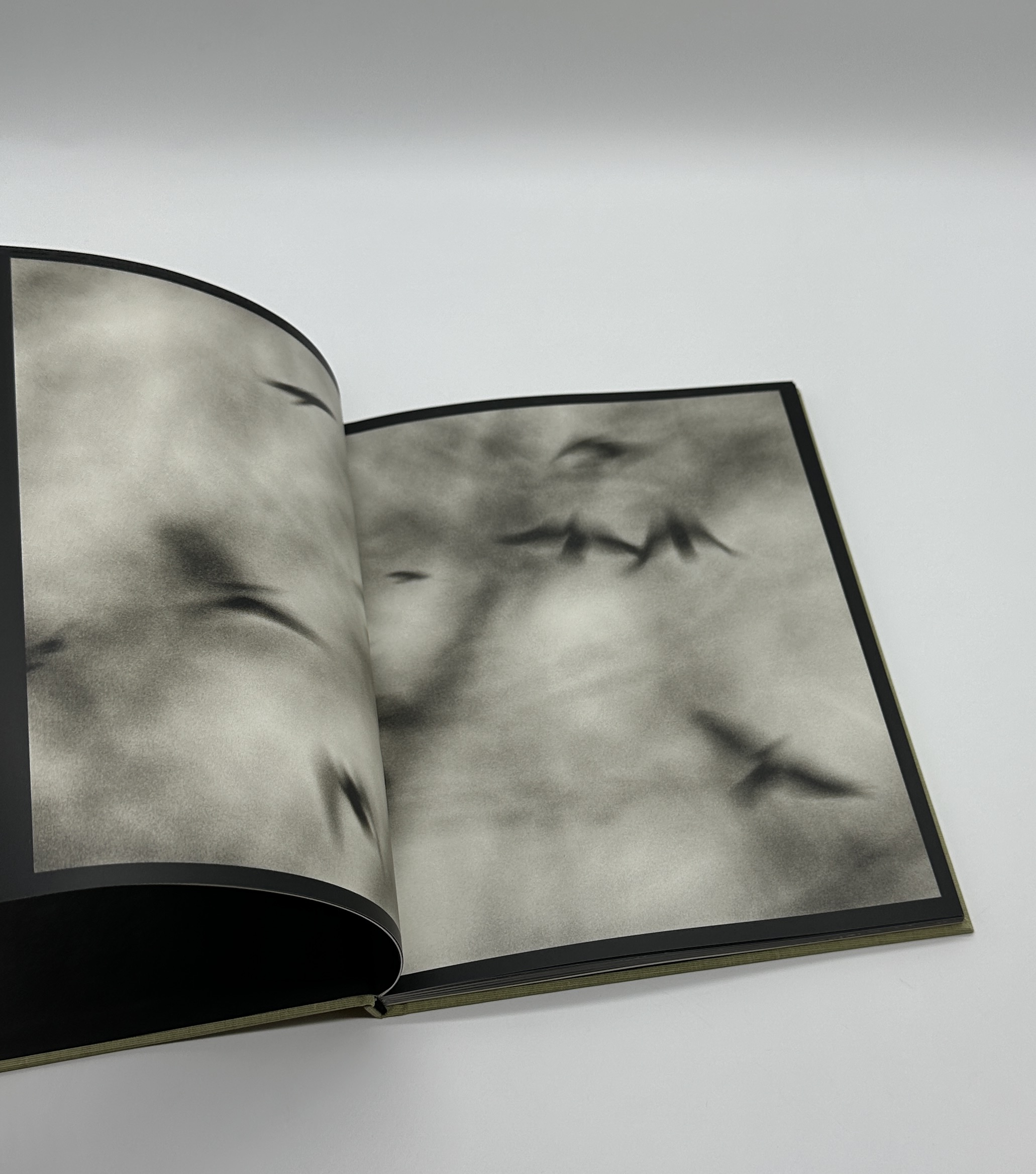 Des oiseaux - 画像 (2)