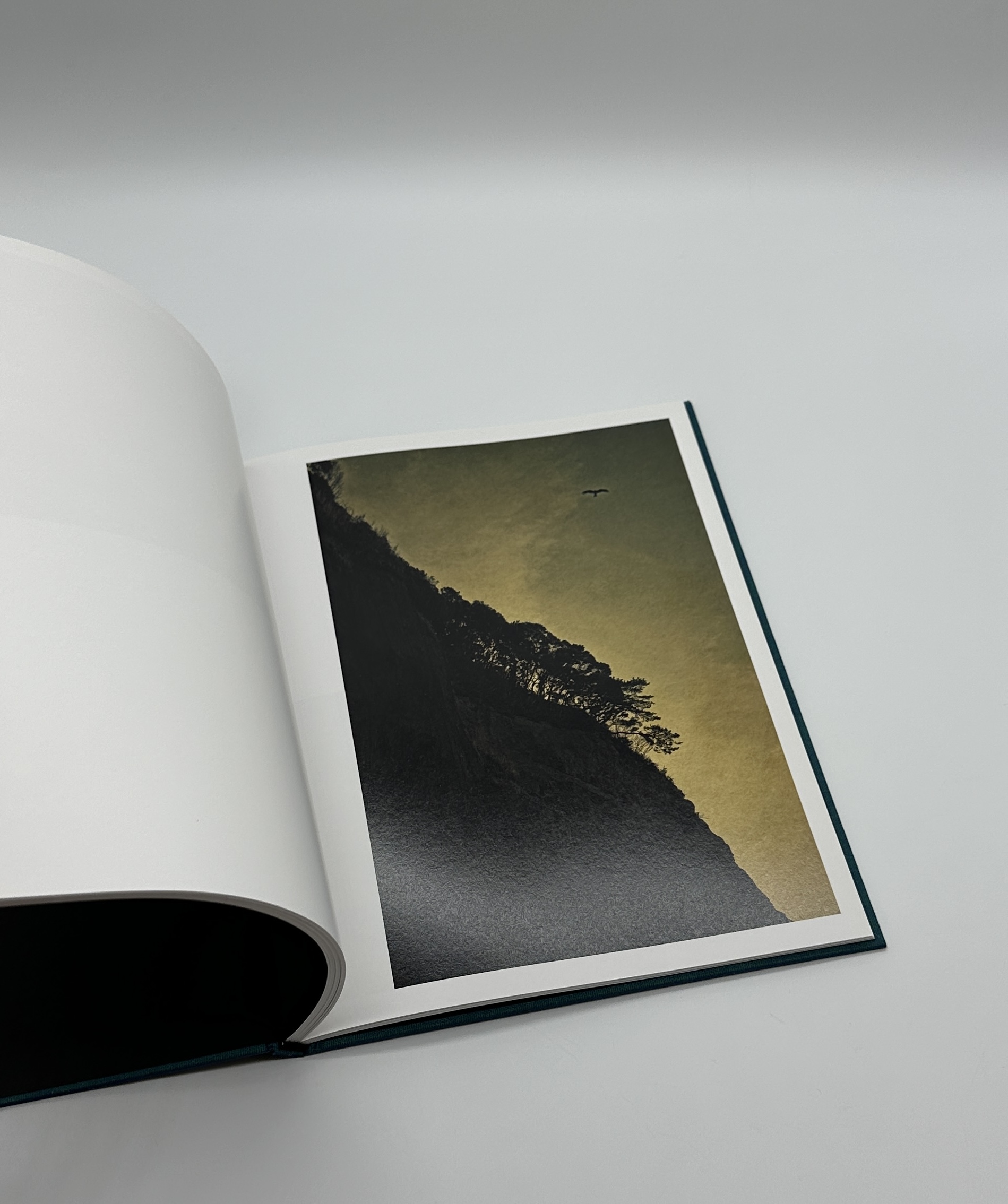 Des oiseaux - 画像 (7)