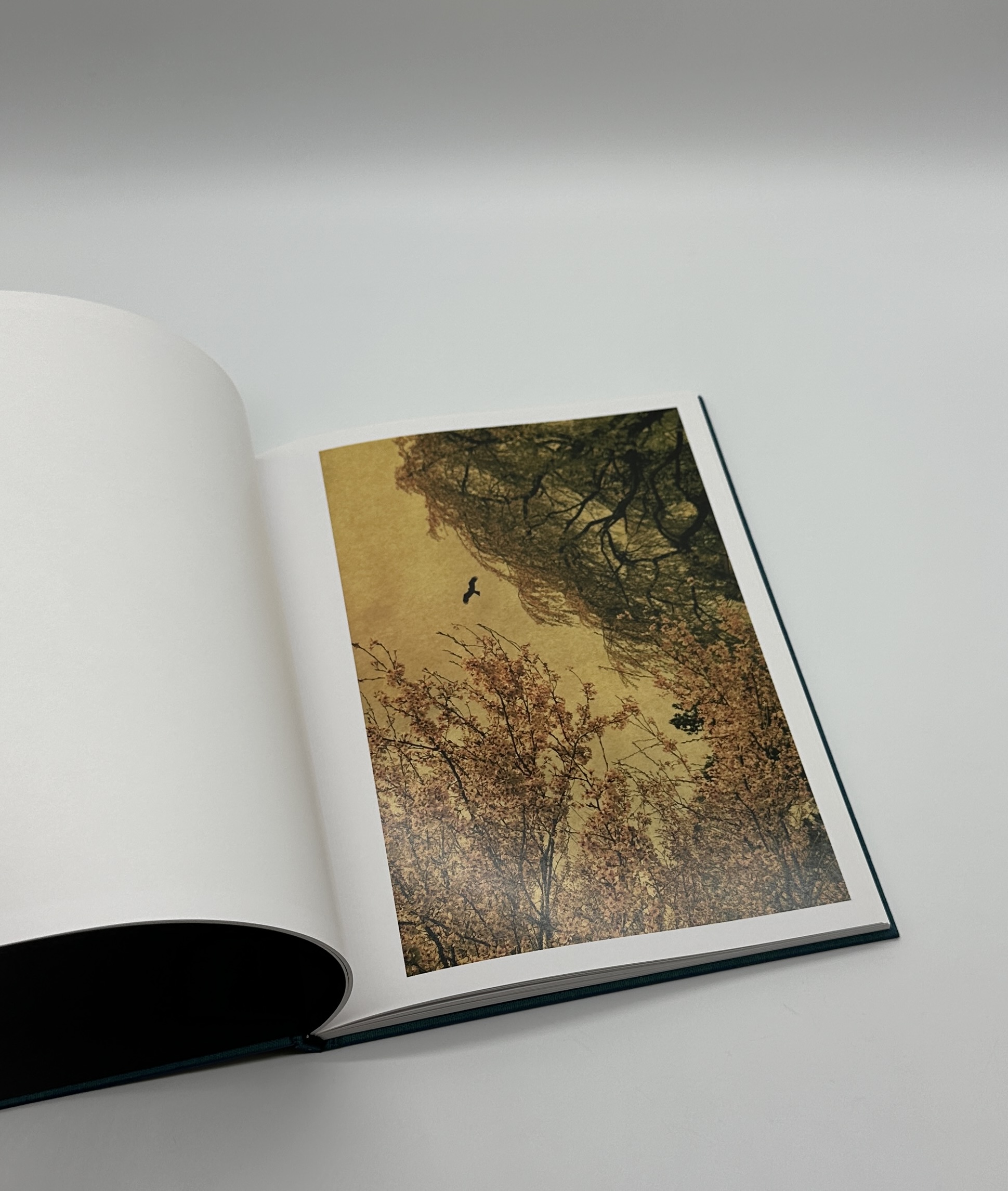 Des oiseaux - 画像 (3)