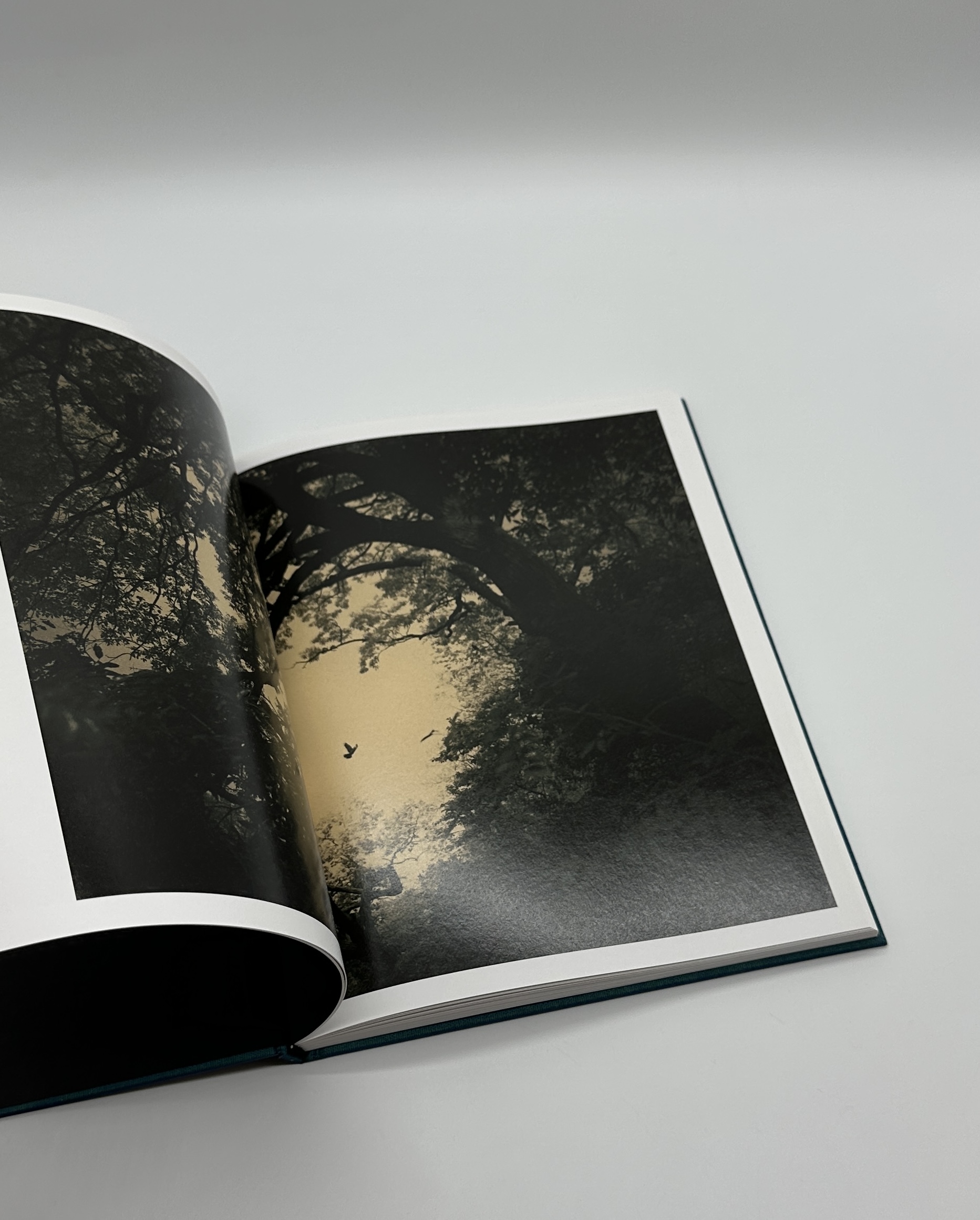 Des oiseaux - 画像 (2)