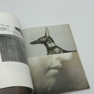 眼玉のハーレム - 画像 (5)