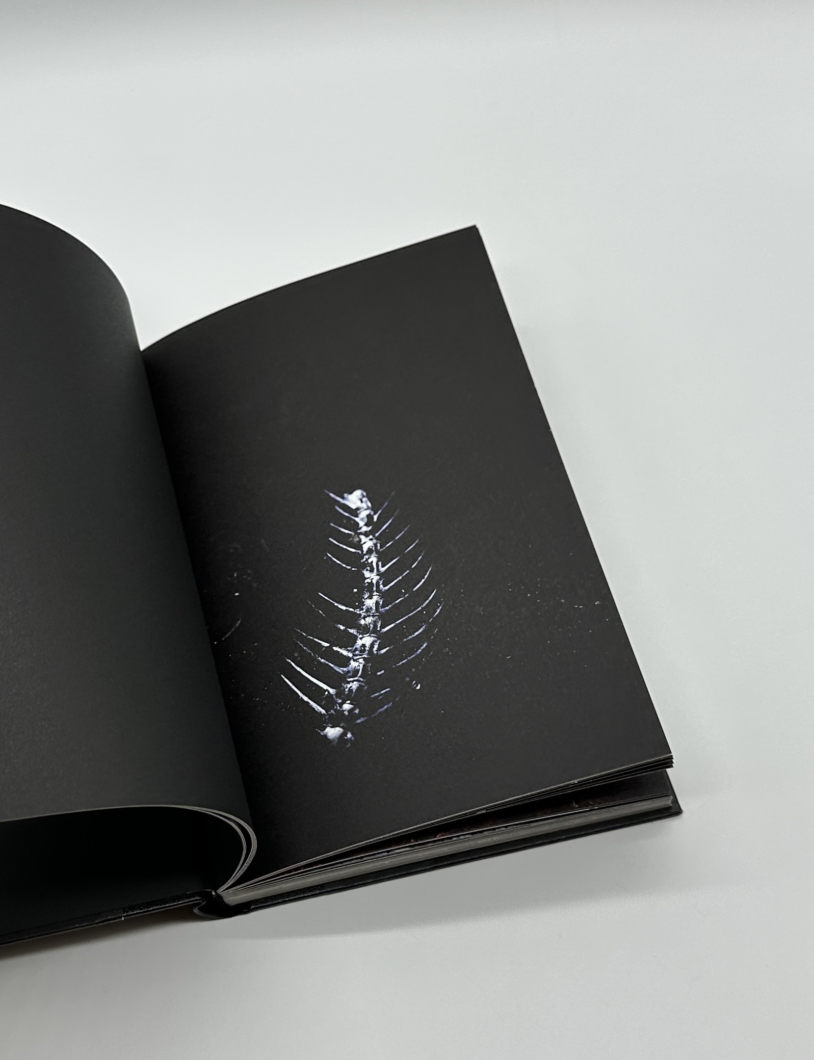 GRAND CIRCLE DIEGO - 画像 (3)