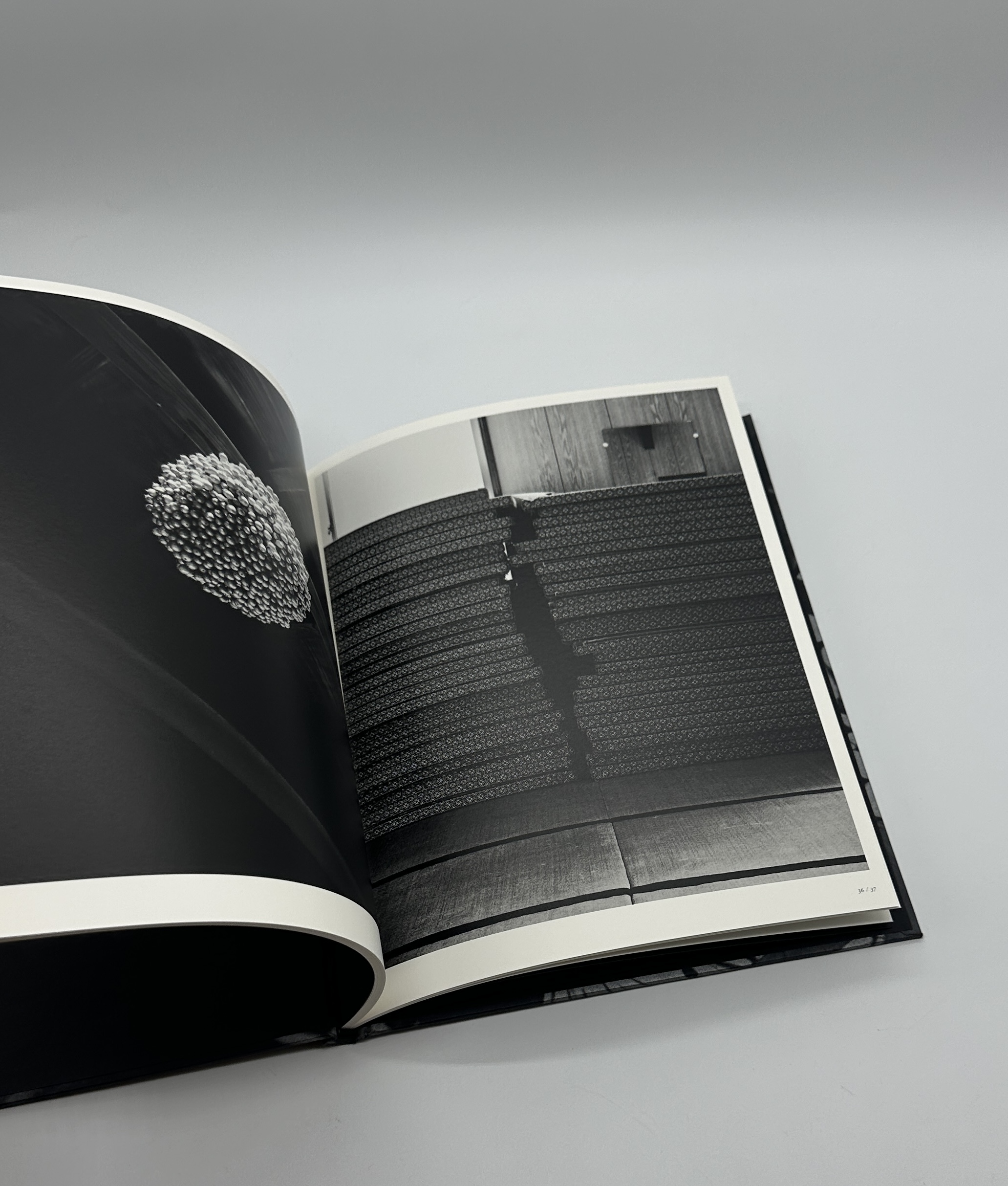 「署名入」巡る犬 - 画像 (8)