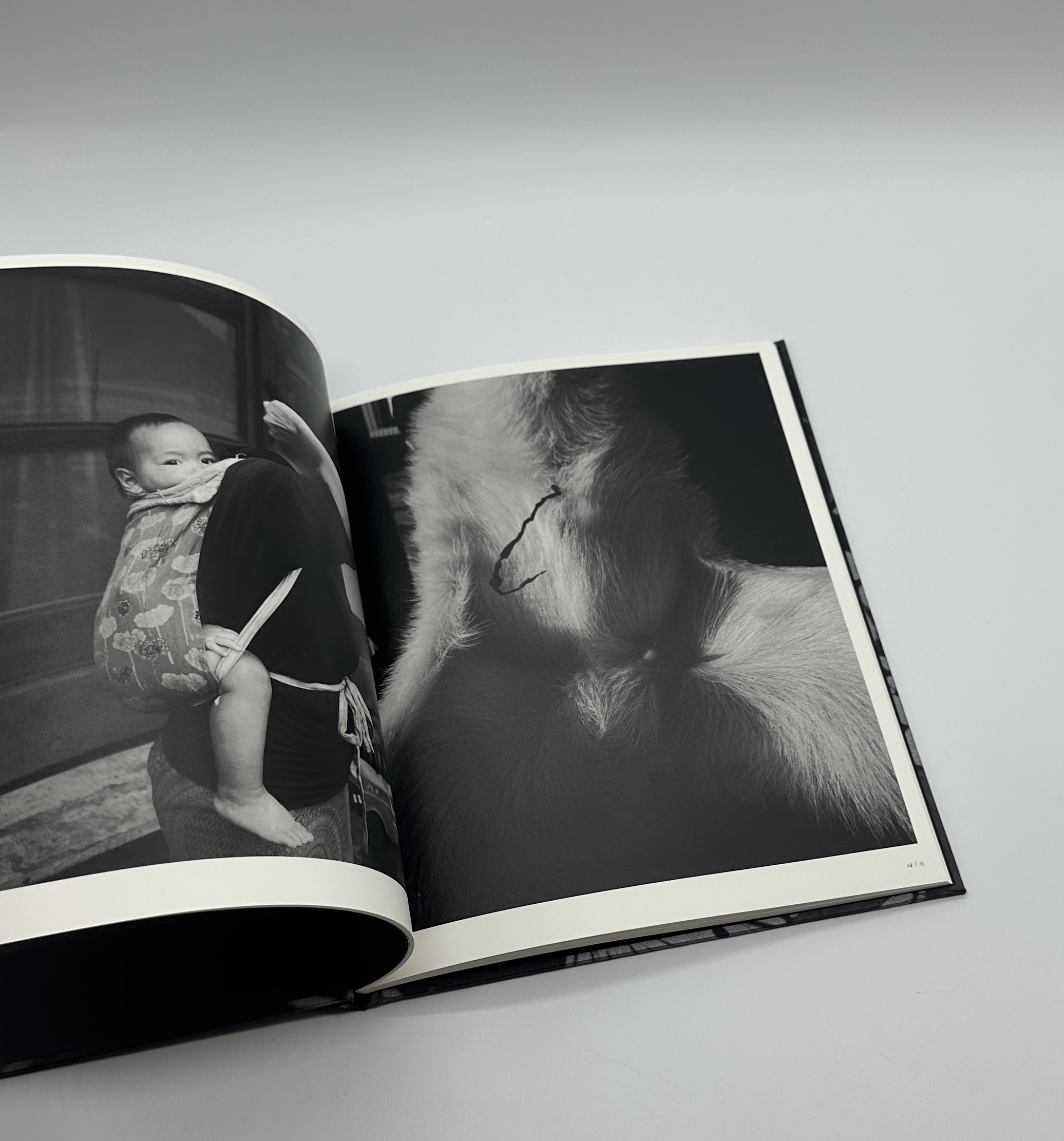 「署名入」巡る犬 - 画像 (4)