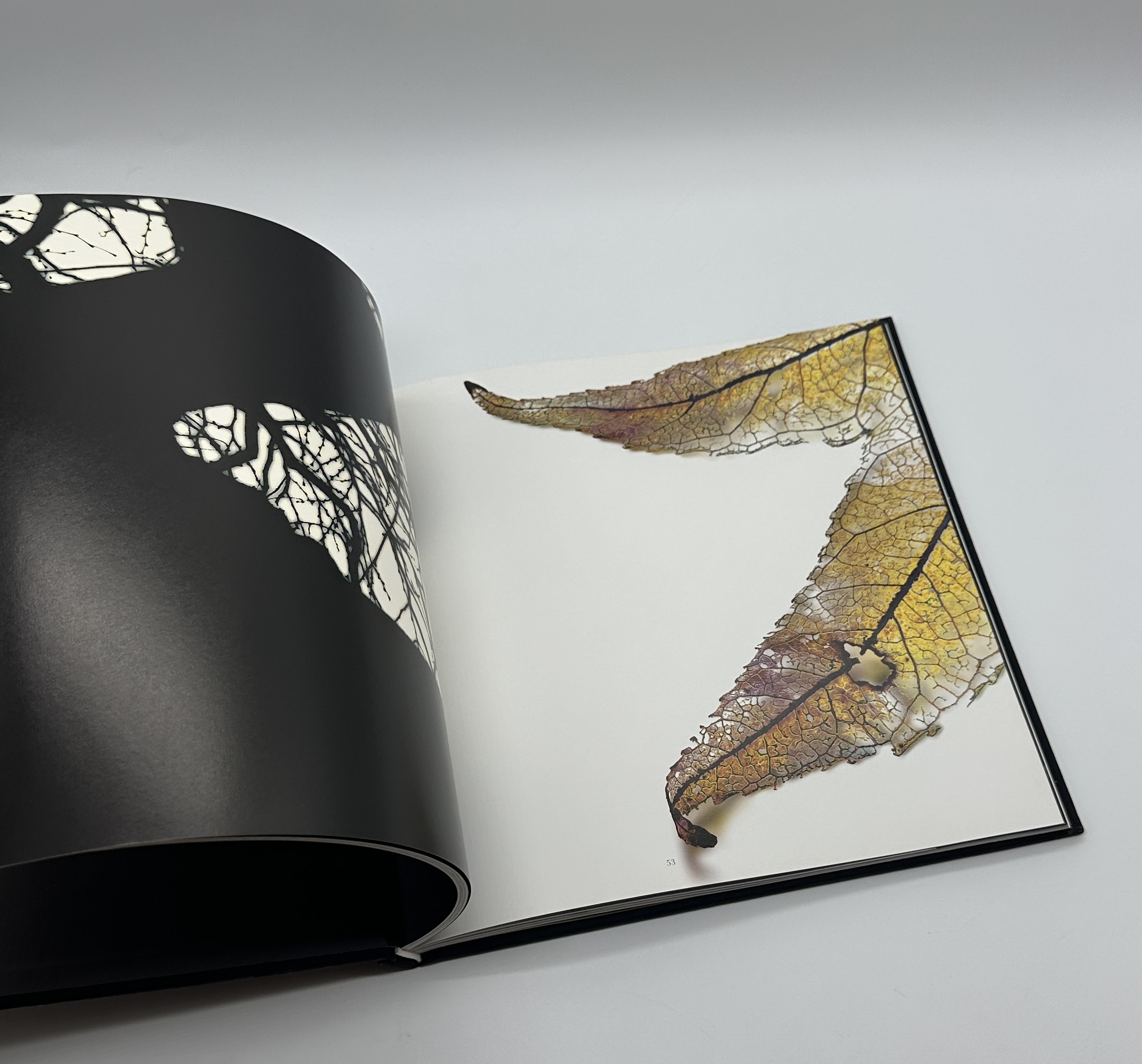 Gravity of Light - 画像 (4)