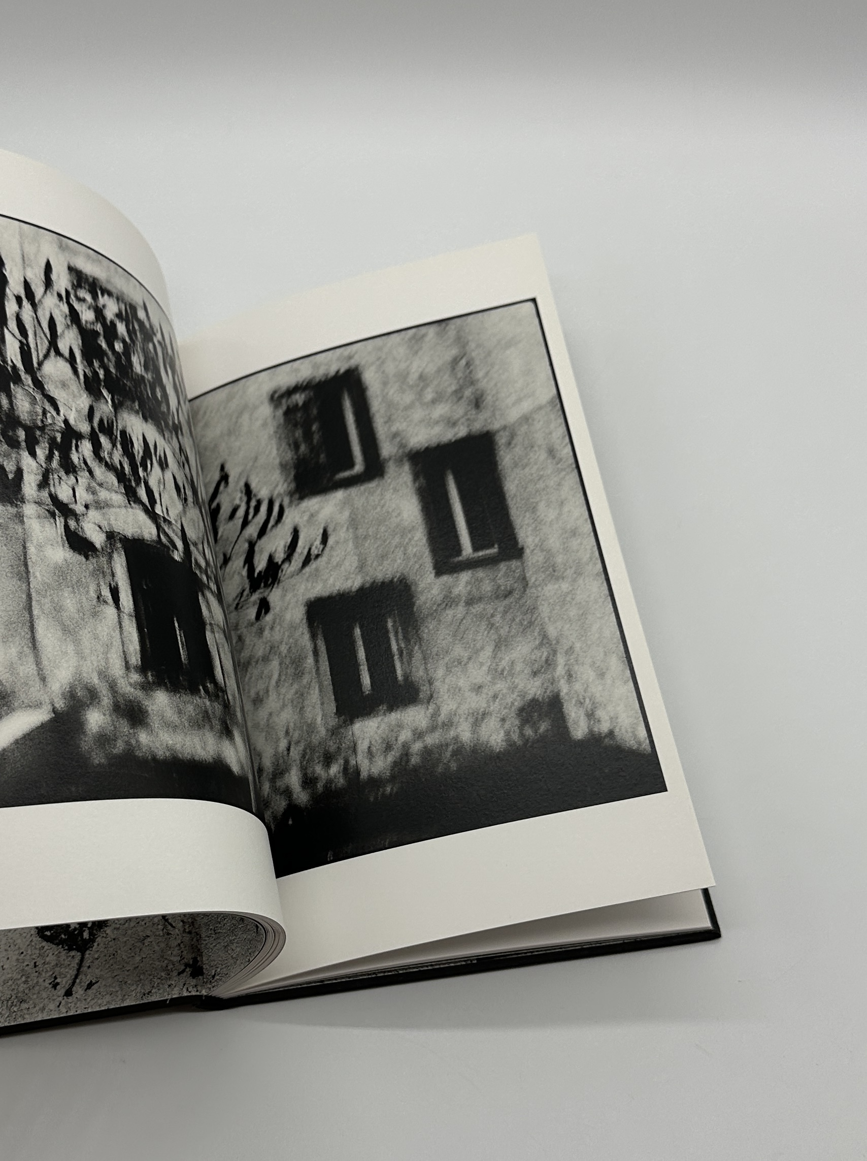 One Tree - 画像 (11)