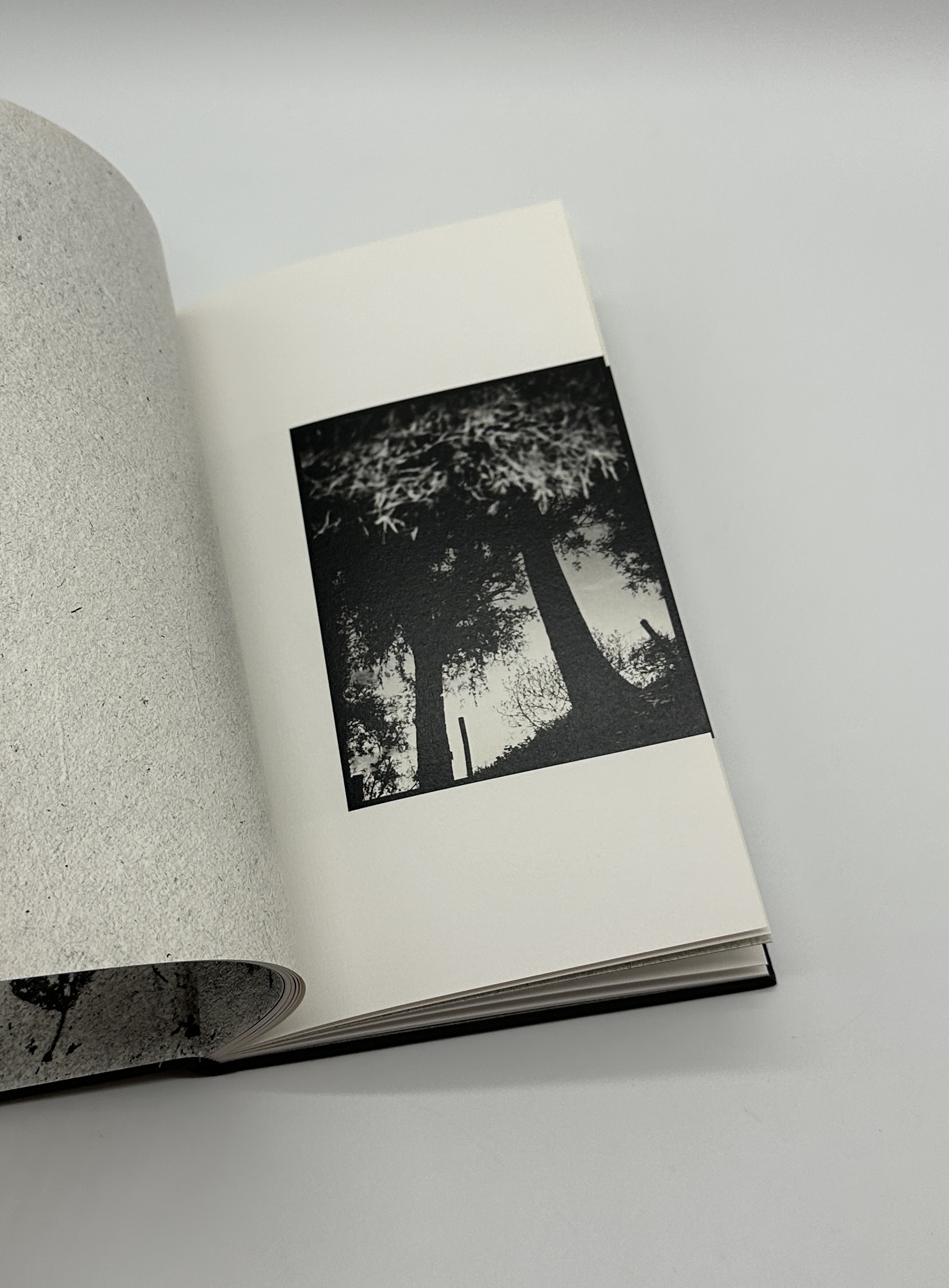 One Tree - 画像 (9)