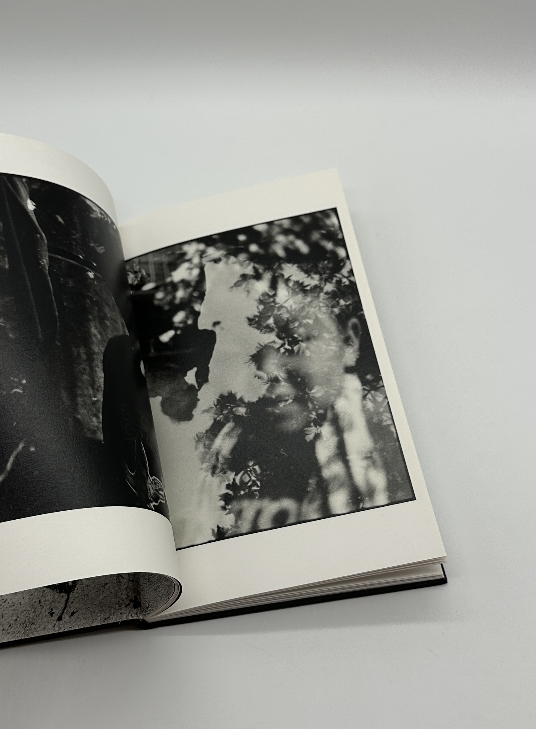 One Tree - 画像 (6)