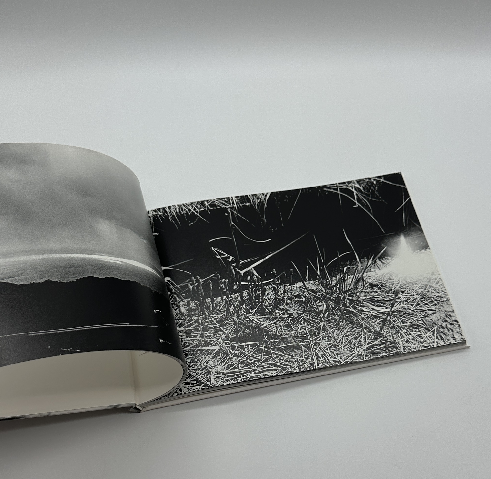 春は曙 - 画像 (6)