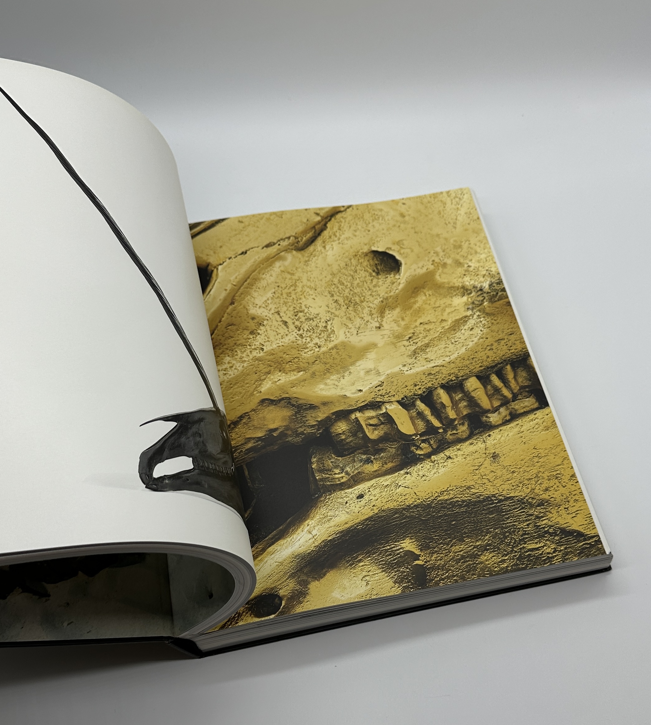 Treasures from the WRECK of the Unbelievable. - 画像 (8)