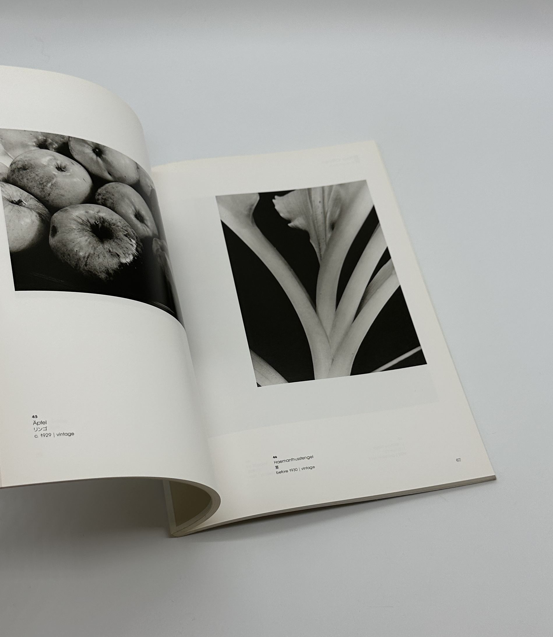 モホリ＝ナジとドイツ新興写真 - 画像 (6)