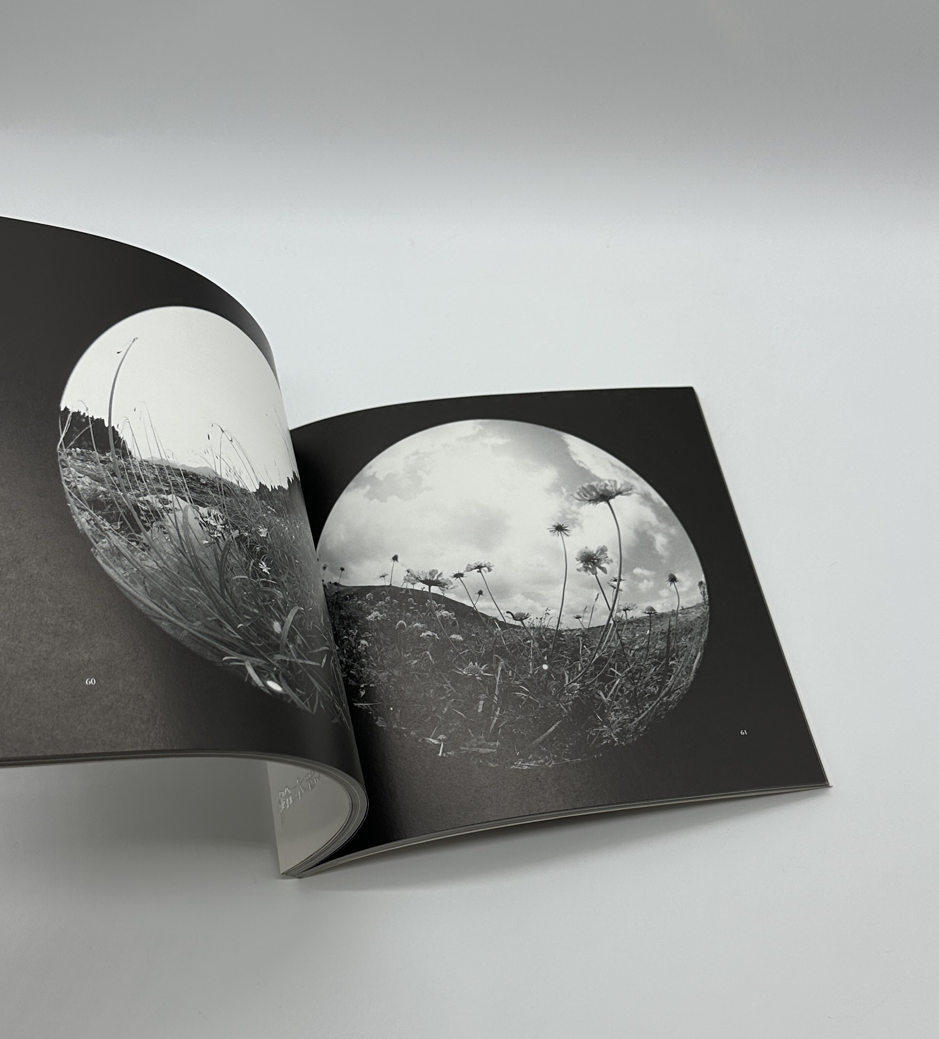 眉宇の半球 - 画像 (5)