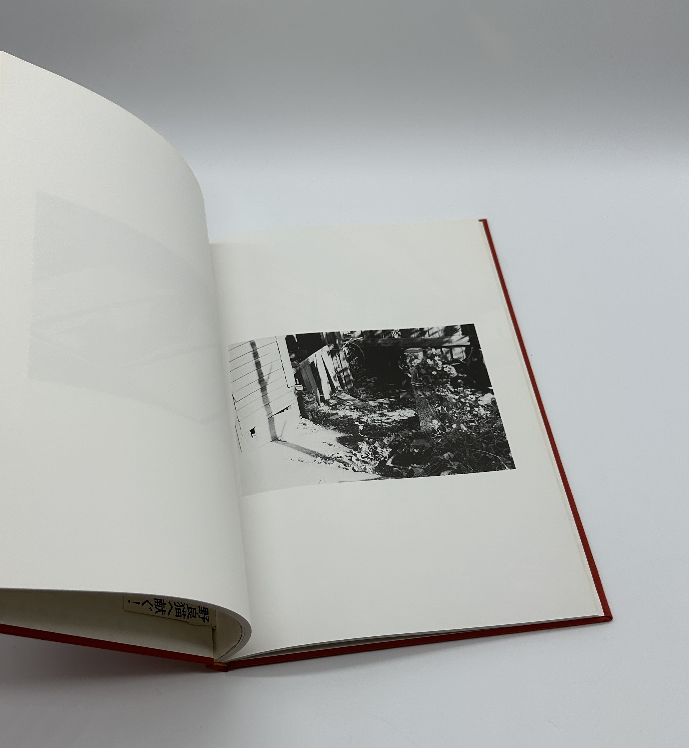 猫のいた場所 - 画像 (7)