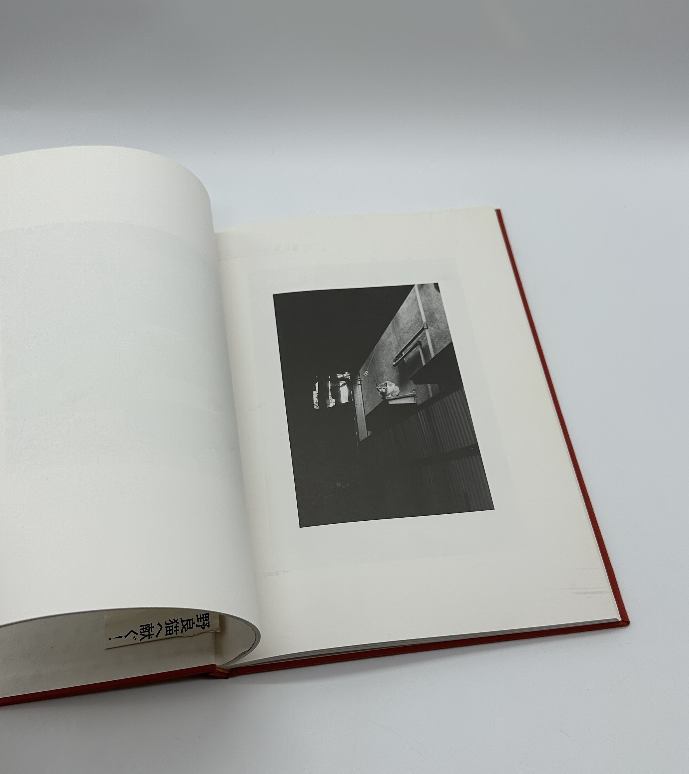 猫のいた場所 - 画像 (5)