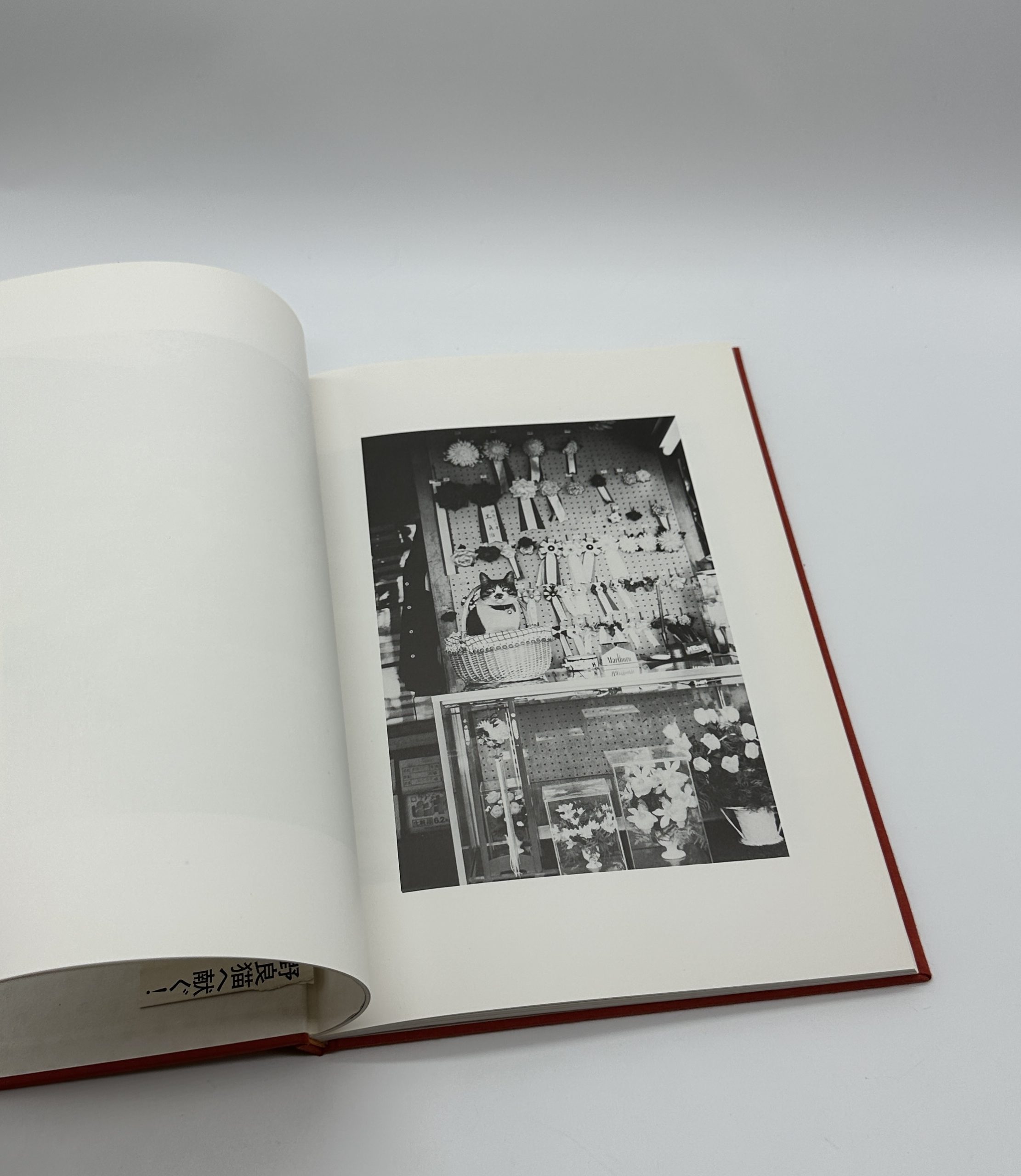 猫のいた場所 - 画像 (4)