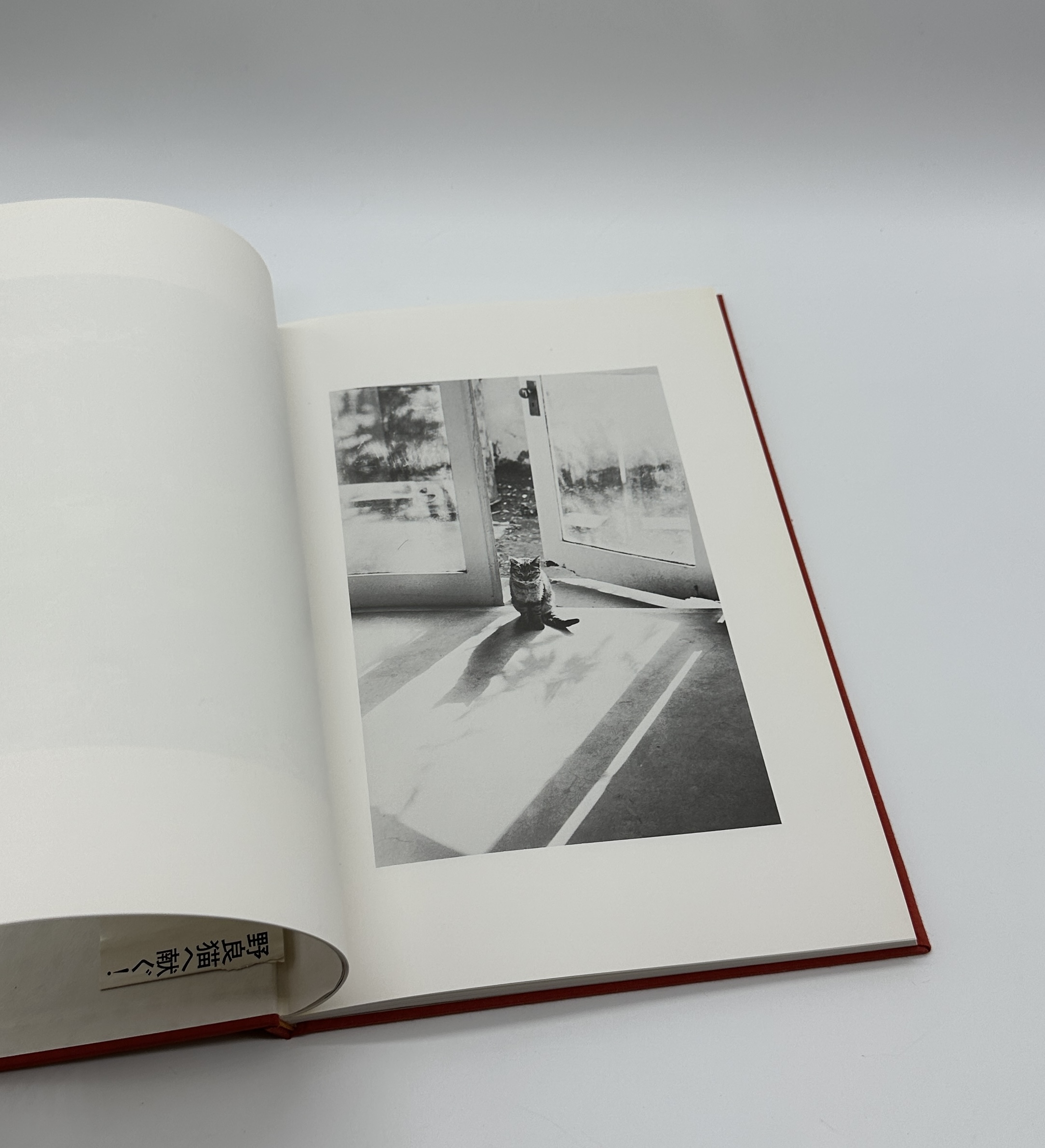 猫のいた場所 - 画像 (3)