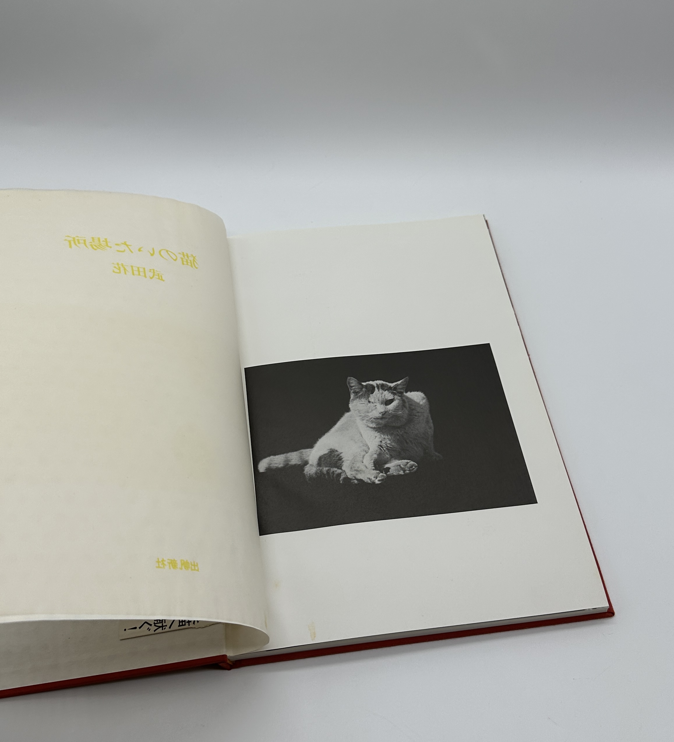 猫のいた場所 - 画像 (2)