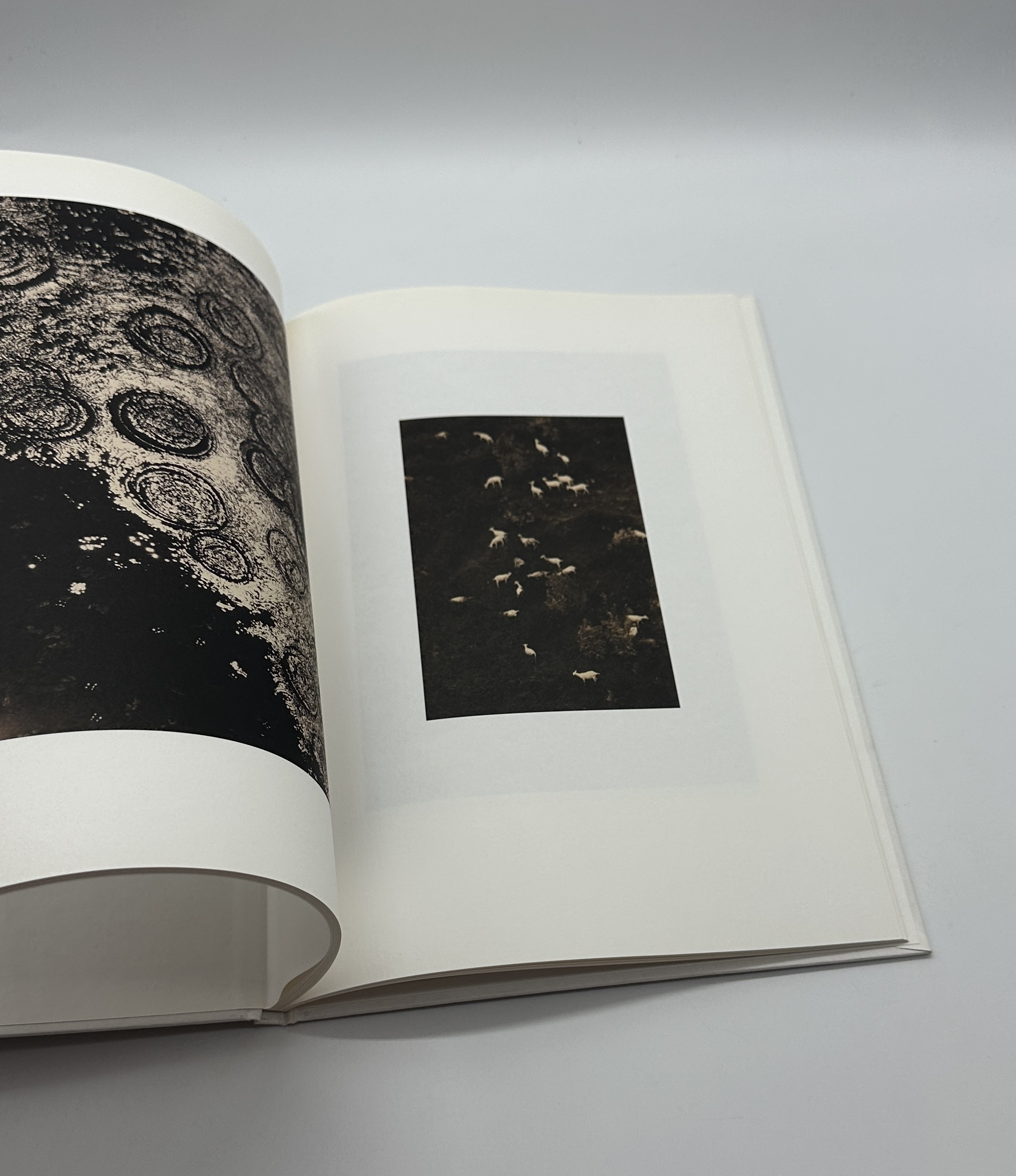 SON ALBUM - 画像 (5)