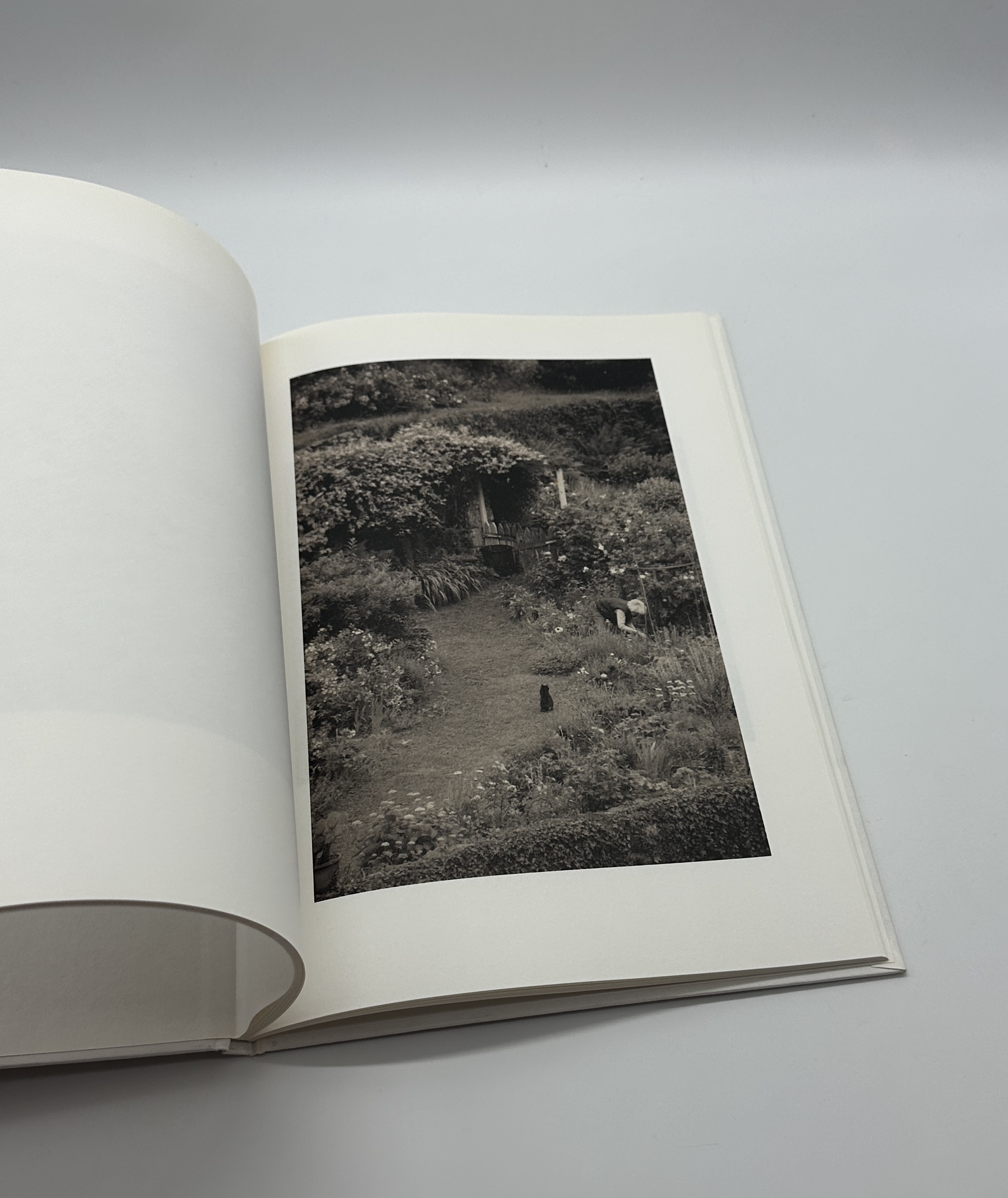 SON ALBUM - 画像 (4)