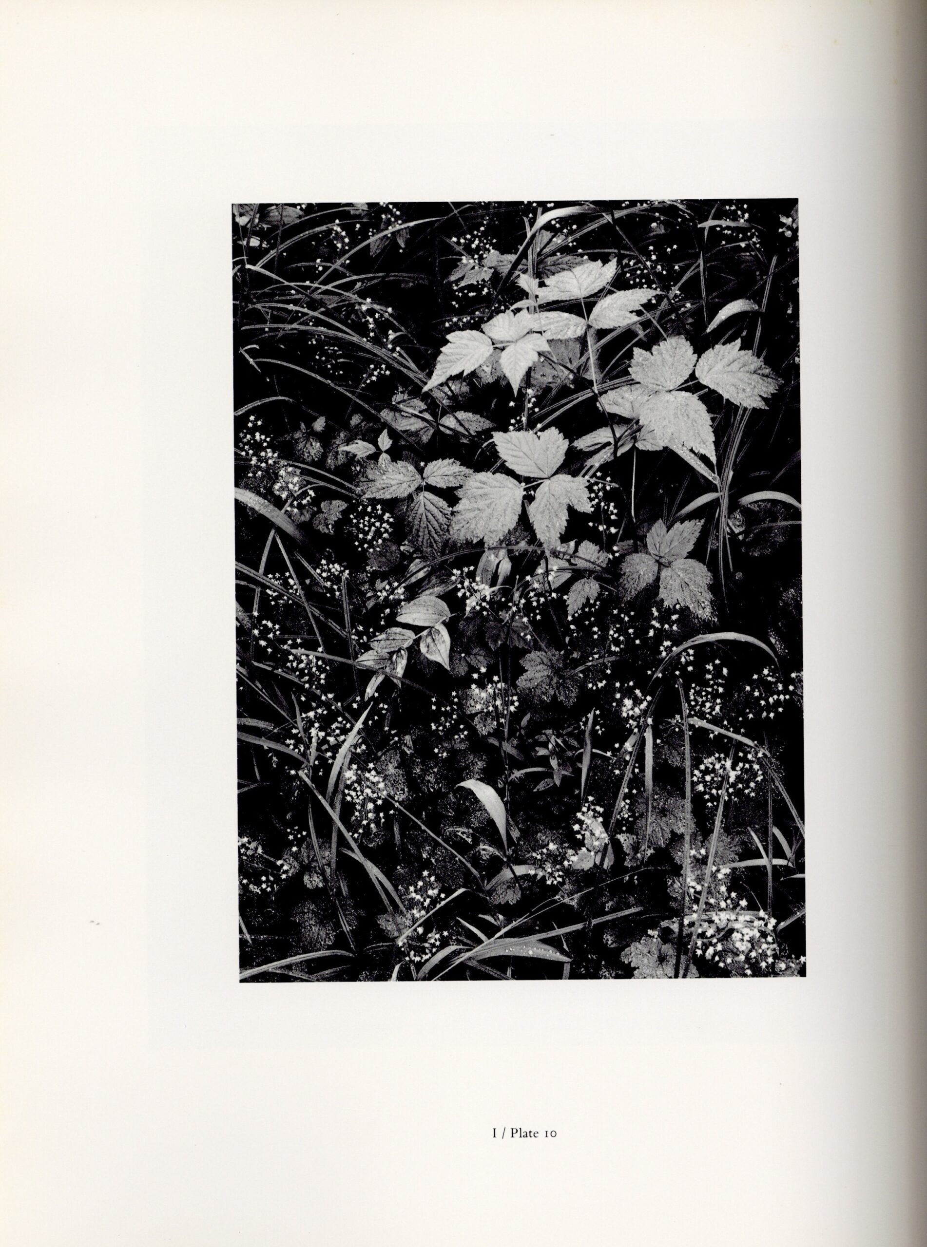 The Portfolios of Ansel Adams - 画像 (2)