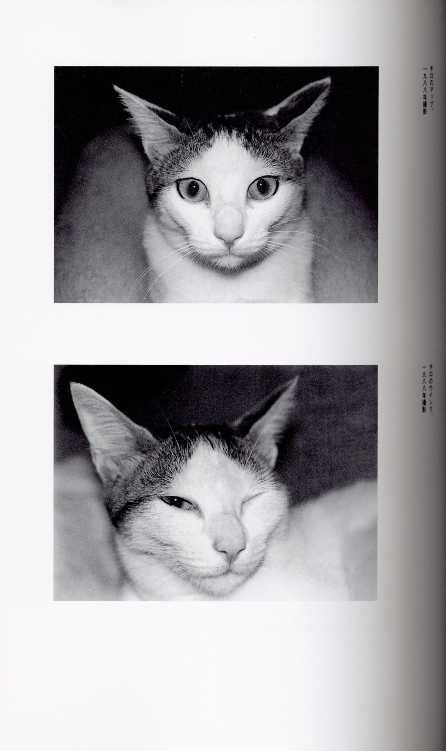 荒木経惟、写真に生きる - 画像 (4)